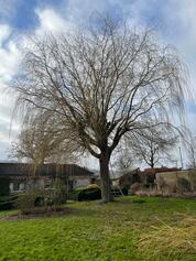 Willow Tree Before Pollarding Image