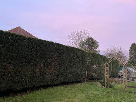 Trimmed Hedge Image